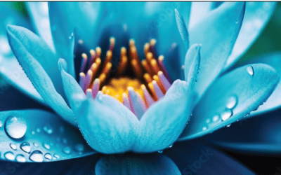 My Loved One Needs Mental Health or Behavioral Health Treatment- What Do We Do?